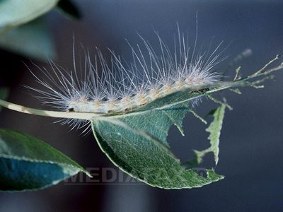 Omizile paroase au cotropit Capitala: fructe distruse si cladiri invadate