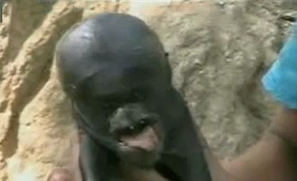 FOTO. Porcul cu fata de om, aparitia mutant pentru care oamenii dau vina pe extraterestri