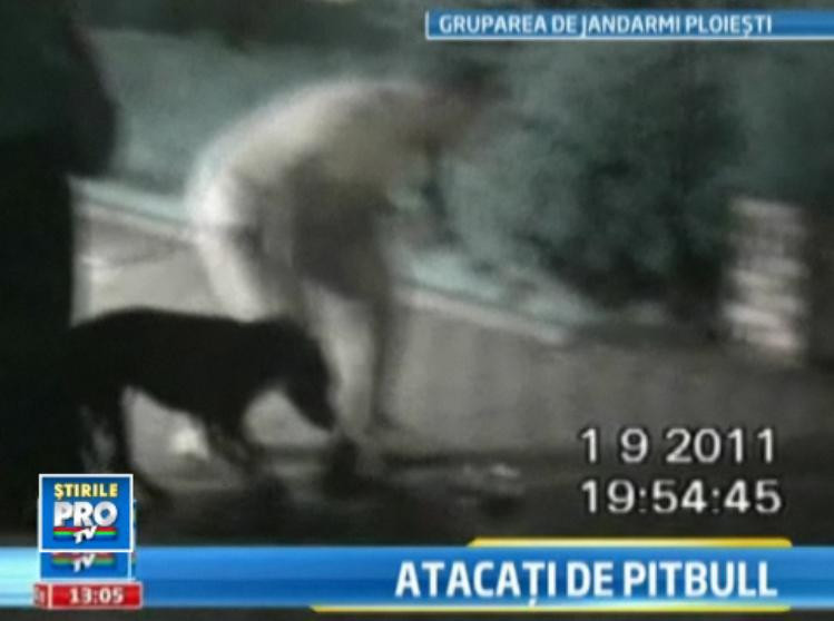 IMAGINI SOCANTE. Pitbull fara botnita a muscat trei persoane in centrul orasului Ploiesti