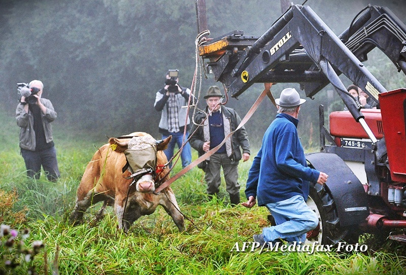 Vaca Yvonne, fugita de acasa de trei luni, a fost gasita. FOTO de la prinderea vacii pribege
