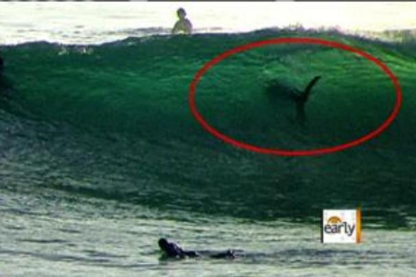 VIDEO. Au avut un noroc urias. "Marele alb", la doar cativa metri de surferi