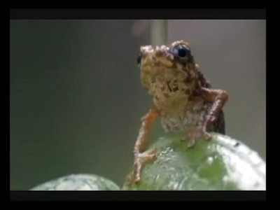 Broscutele sunt in pericol. Sute de vietuitoare au fost facute una cu pamantul de catre soferi