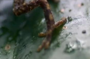 Adevarata lupta pentru supravietuire. Momentul dintre viata si moarte, surprins de BBC Life