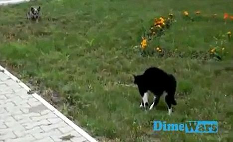 VIDEO. Clipul la care a ras tot internetul. Infruntare in stil western, intre un caine si o pisica