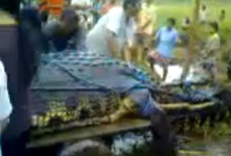 Are o tona si 6 m lungime. Cum arata "monstrul" din Filipine care a mancat deja un pescar. Video