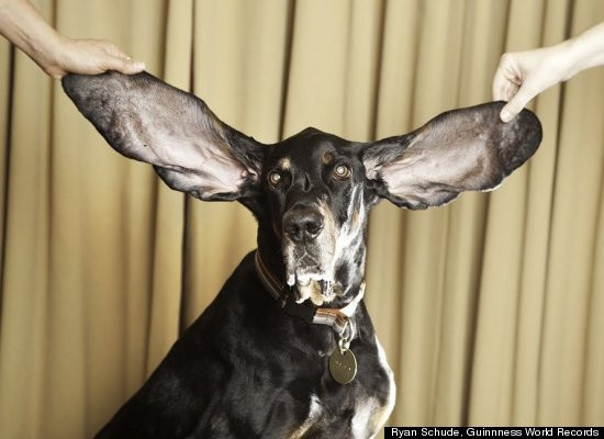 FOTO. Cainele cu urechi de elefant - au peste 30 de centimetri lungime