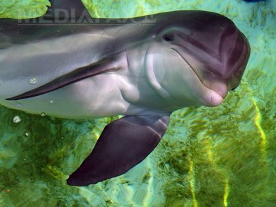 Delfinii militari ucraineni au "dezertat" in favoarea Rusiei. Mamiferele au fost antrenate sa foloseasca cutite si pistoale