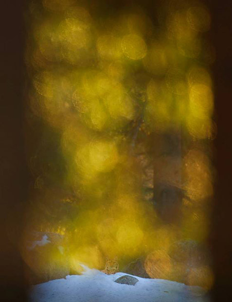 Fotograf suedez, demascat: pozele premiate, erau "compuse" in Photoshop