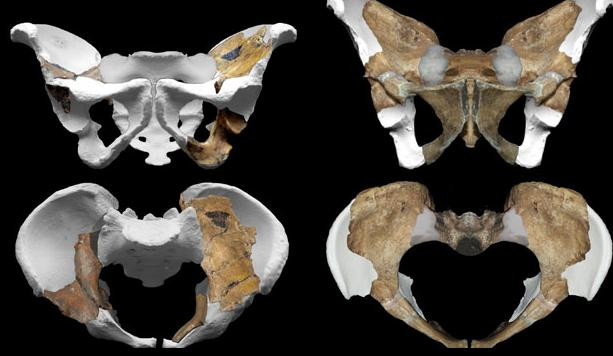 Descoperirea uimitoare care ne redeseneaza arborele genealogic. Cine este stramosul direct al omului