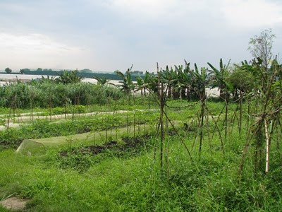 Romanii intorsi din strainatate si-au deschis propriile afaceri, dar nu au pe cine sa angajeze