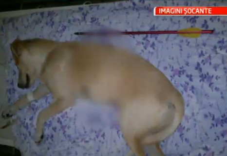 Video socant. Un psihopat din Galati a tras cu arbaleta intr-un caine