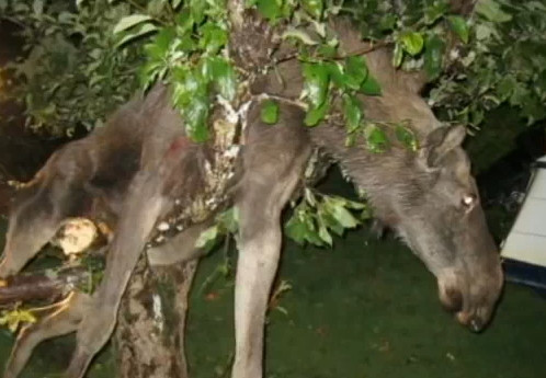 Un elan beat turta a ramas blocat intr-un copac. VIDEO