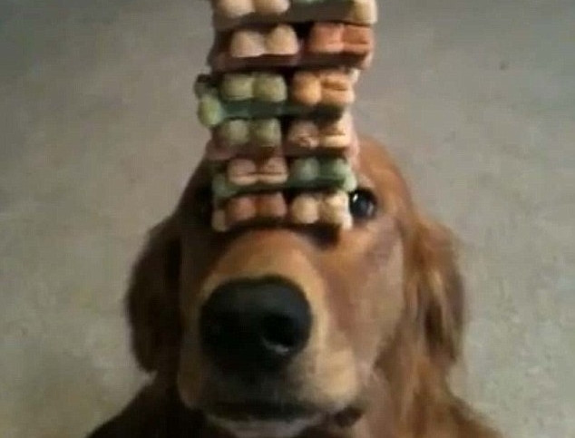 VIDEO. Cainele care a pus cu botul pe labe tot internetul. Vezi cum rezista unei tentatii colosale