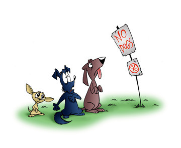 Cainii provoaca accidente pe autostrazi, iar autoritatile n-au nicio solutie