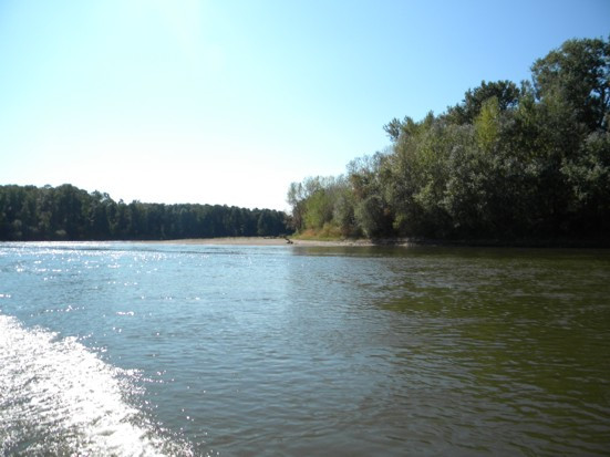 Creatura periculoasa sau iluzie optica in Parcul Natural Lunca Muresului. FOTO