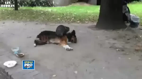 O pisica maseaza un caine