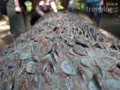 Fenomen straniu in Anglia. Sa nu mai spui niciodata ca banii nu "cresc" in copaci