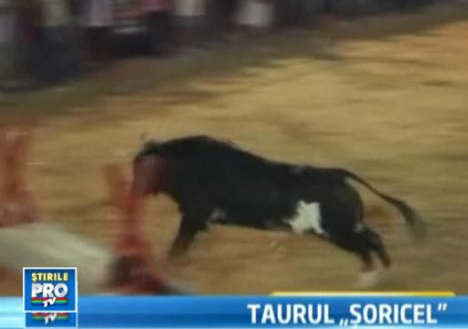 VIDEO. Ultima aparitie in arena a taurului SORICEL. A ucis 2 toreadori si a bagat alti 5 in spital
