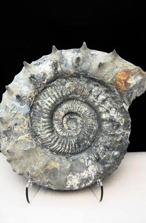 E batrana si miroase urat. Care este cea mai veche dovada a vietii pe Pamant