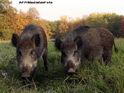Agricultorii din Bihor, victimele unui blestem: ce seamana ziua, mistretii mananca noaptea