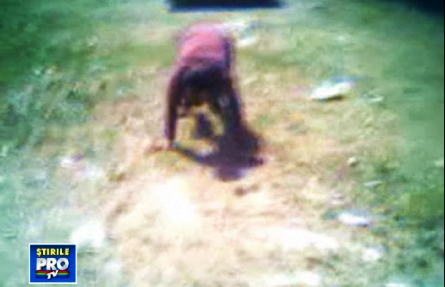 Umilinta suprema. Cioban chinuit si lovit cu bata de "stapanul" stanei. VIDEO