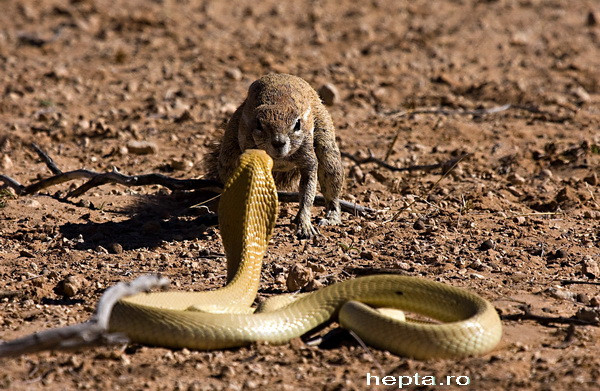 Un moment incredibil de sfidare i-a adus unui fotograf un mare premiu. FOTO