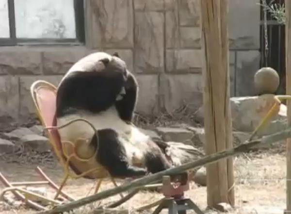 Vezi urmatorul viral de pe net inaintea altora. VIDEO SENZATIONAL