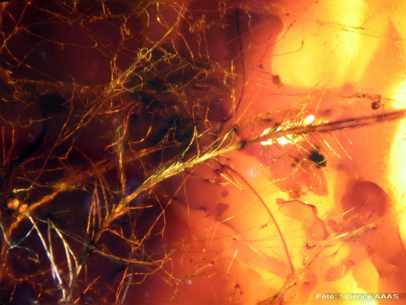 Descoperirea care va schimba modul in care ne imaginam dinozaurii