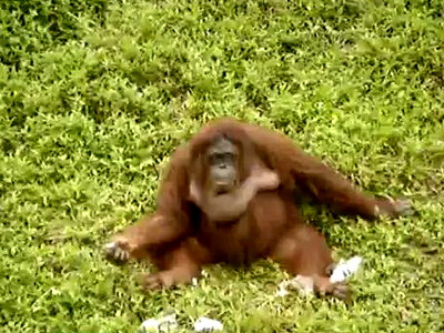 "Nu mai invatati urangutanii sa fumeze!" Acesta e apelul gradinilor zoologice din Indonezia. VIDEO