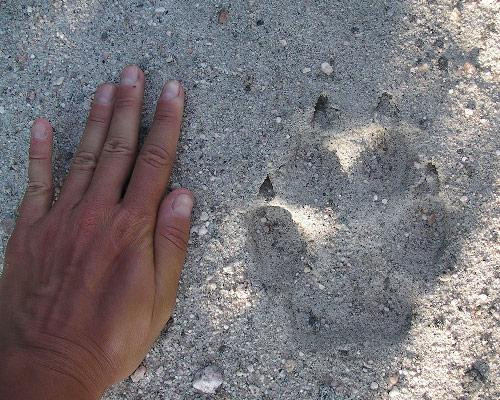 Misterul lui Mowgli din Germania. Un tanar a trait intr-o padure in ultimii 5 ani