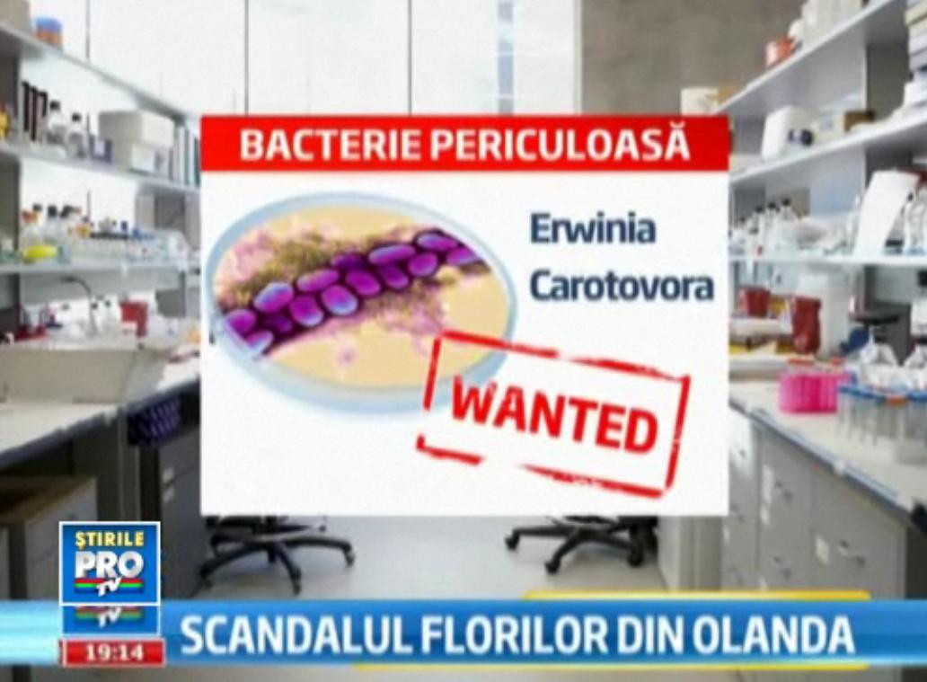 "Laleaua Neagra" produce haos in vami. Olanda nu ne vrea in Schengen, noi nu le mai vrem florile