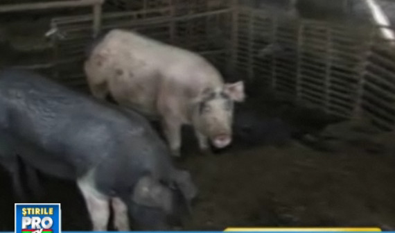 Craciunul la pret redus. Cum au economisit romanii bani facand "rezervare" la porc