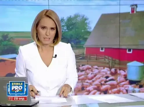 Tot porc, dar mai sanatos. Rasa de Mangalita, uleiul de masline cu 4 picioare, din nou in ferme