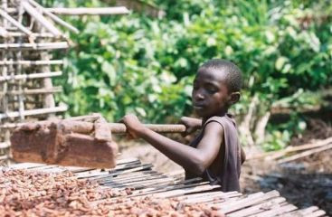 Cifre socante. Pretul uman al ciocolatei