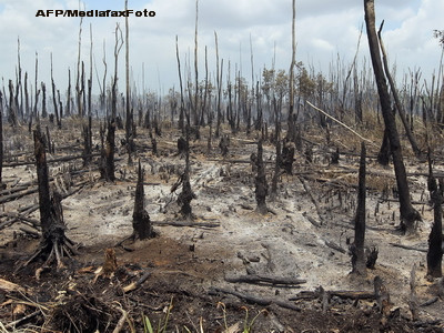 Mai multi sefi de ocol silvic si consilieri locali, cercetati pentru taieri ilegale de lemn