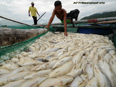 16.000 de tone de peste, confiscate in ultima luna, in Bucuresti. Ce nereguli au gasit politistii