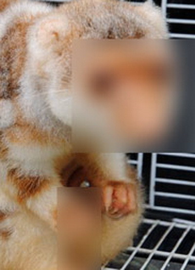 Ce vietate este in poza asta? Nu stiti? Nu-i nimic, nimeni nu stie…