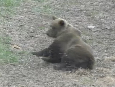 VIDEO. Si ursii se imbata, nu-i asa? Uite-i cum se comporta Mos Martin dupa ce se chercheleste