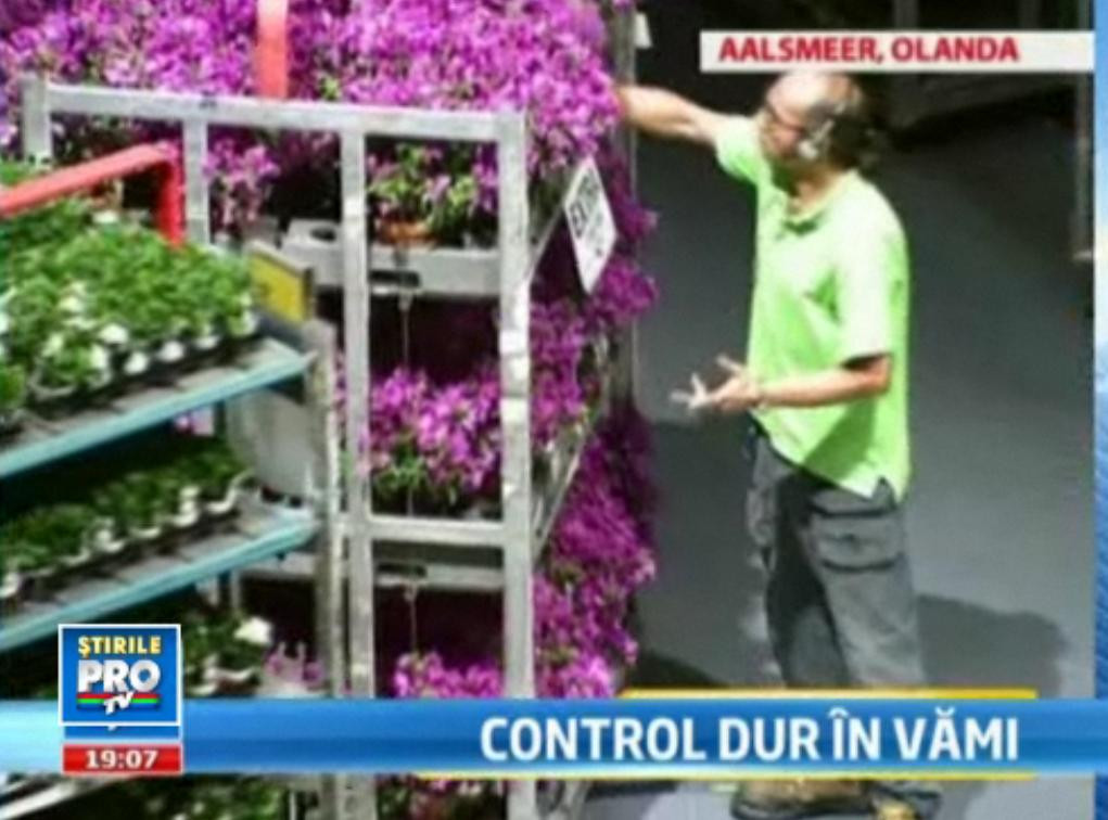 "Bacteria Schengen" e de fapt ... o insecta. Olandezii se plang ca au pierdut 2 milioane de euro