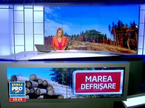 Vindem copacii direct din padure pe bani putini. Cum se imbogatesc chinezii cu lemnul nostru