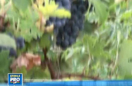 Vrei un vin personalizat? Producatorii te lasa de acum sa-ti faci propria licoare la ei