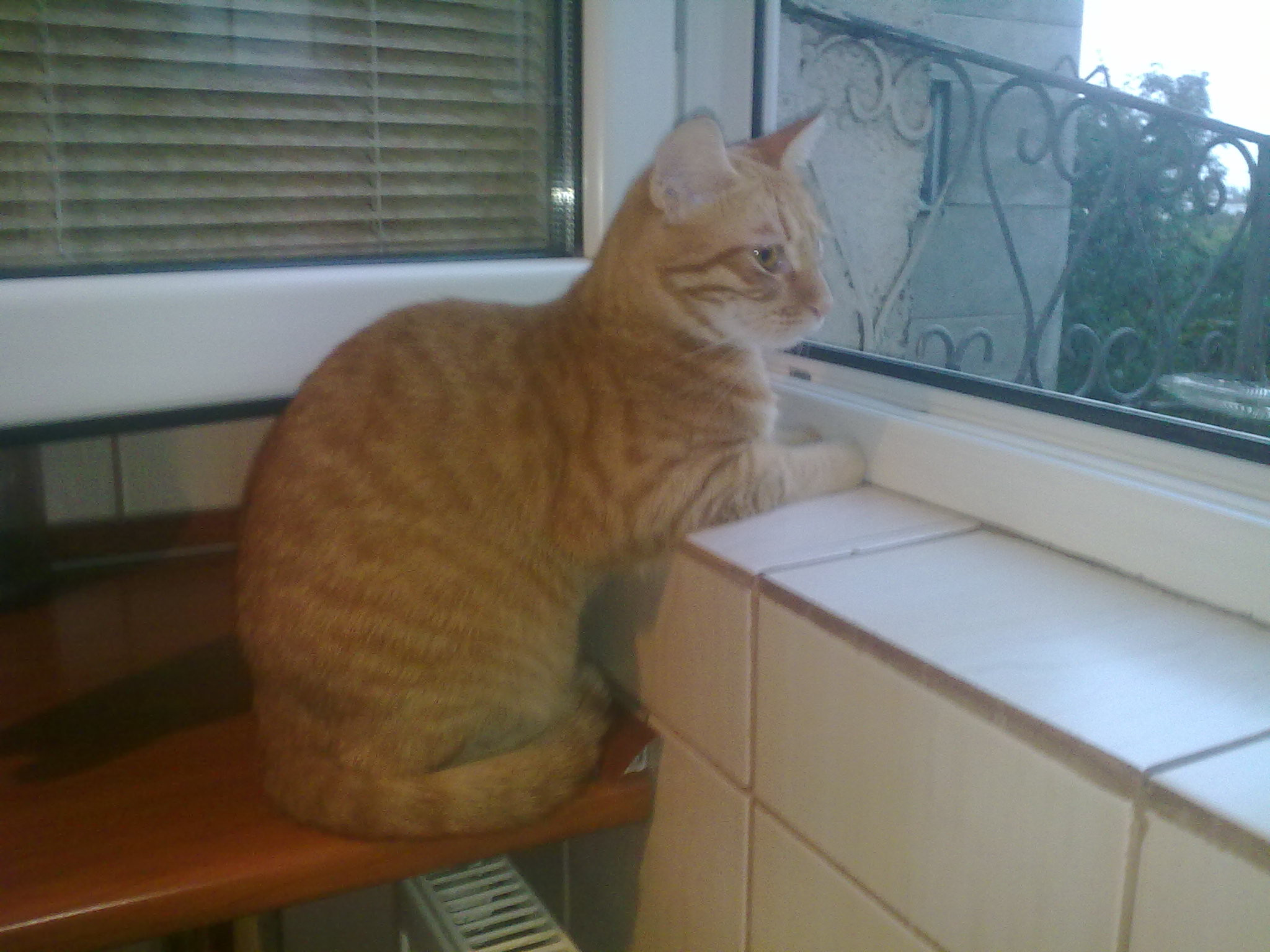 Kitty are nevoie de un nou stapan. Este foarte jucausa si prietenoasa