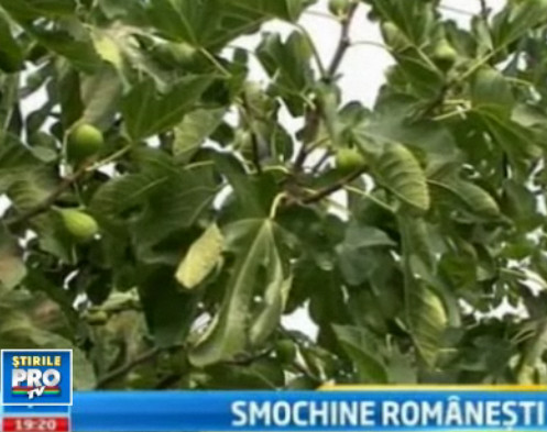 Smochinele romanesti, afacere la scara mare.Cum a reusit o primarie sa obtina fonduri nerambursabile