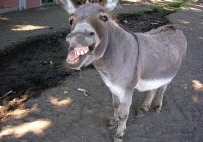 Primarul e un magar! Un asin candideaza la primaria Varnei