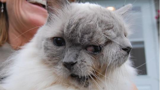 VIDEO. Ea este pisicuta cu doua capete. Desi nimeni nu credea ca va trai, tocmai a implinit 12 ani