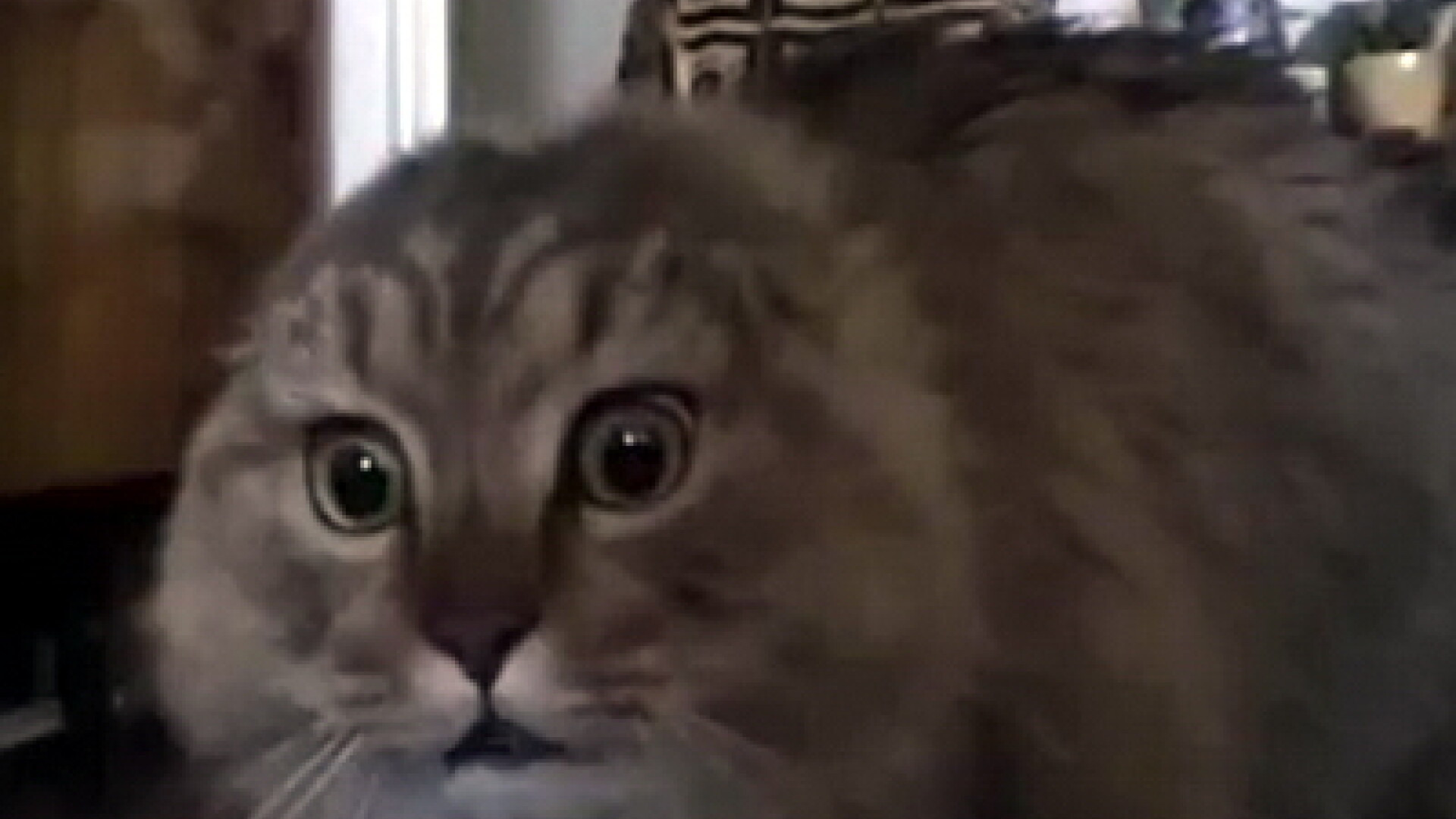 CLIPUL ZILEI. Un motan face senzatie pe Internet, pentru ca spune "nu" timp de 2 minute