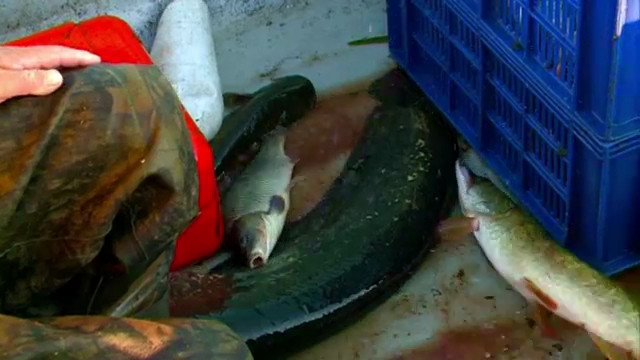 Comert ilegal cu peste, la drumul mare. Peste 200 de kilograme de crap, confiscat de politisti pe DN 57