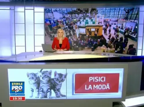 Grea decizie pentru jurati. S-a ales cea mai frumoasa felina din nu mai putin de 250 de pisici