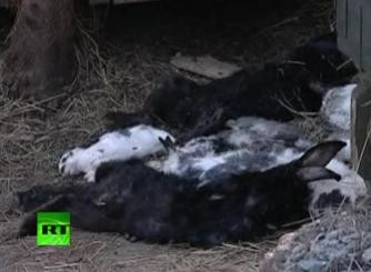 A baut sangele a peste 30 de animale. Monstrul care i-a ingrozit pe locuitorii unor orase din Rusia