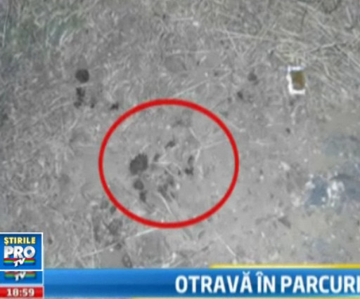 Sute de pastile toxice, imprastiate prin Navodari. O fetita a ajuns in stare grava la spital